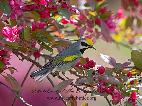 Vermivora chyrsoptera  GOLDEN-WINGED WARBLER 9029985z