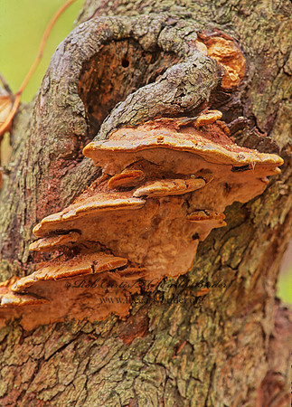 Phellinus gilvus  HYMENOCHAETACEAE FUNGUS 245431z