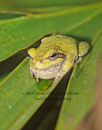 Dendophytes squirella  SQUIRREL TREE FROG 14530 z