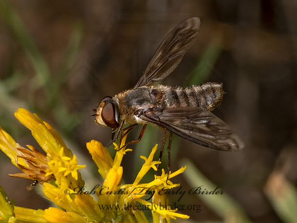 Poecilanthrax  BEE FLY 3024099z