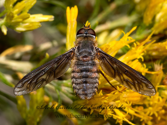Poecilanthrax  BEE FLY 3024101z