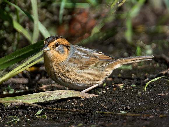 Ammospiza nelsoni  NELSON'S SPARROW 9004913z