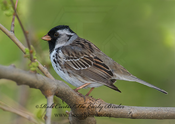 Zonotrichia querula  HARRIS'S SPARROW 8003096z