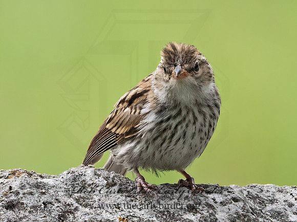 Spizella passerina  CHIPPING SPARROW 3035187z