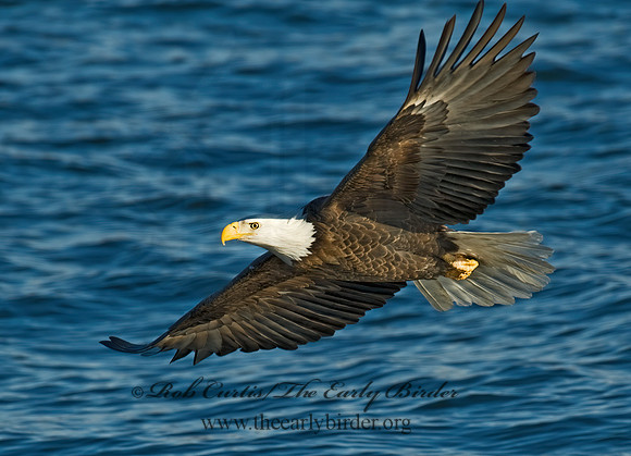Haliaeetus leucocephalus  BALD EAGLE 8009756z