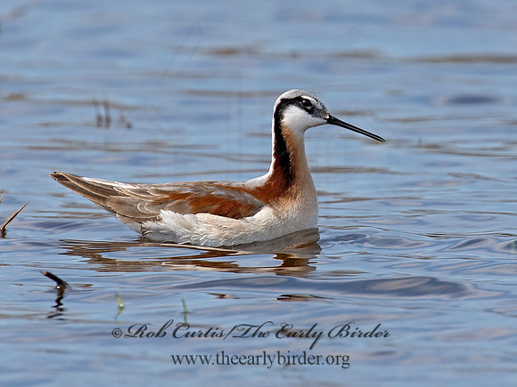 Phalaropus tricolor  WILSON'S PHALAROPE 9010081z
