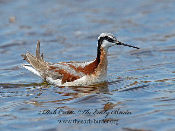 Phalaropus tricolor  WILSON'S PHALAROPE 9009987z
