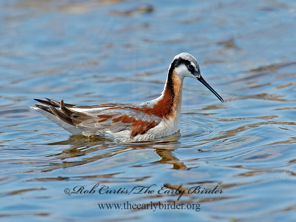 Phalaropus tricolor  WILSON'S PHALAROPE 9009989z
