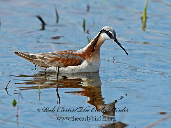 Phalaropus tricolor  WILSON'S PHALAROPE 9010172z