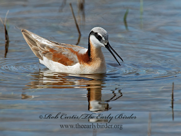 Phalaropus tricolor  WILSON'S PHALAROPE 9010131z