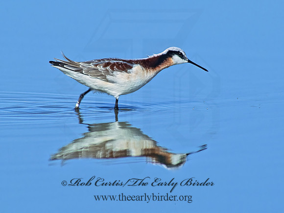 Phalaropus tricolor  WILSON'S PHALAROPE 85129z