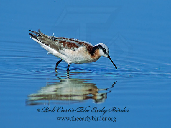 Phalaropus tricolor  WILSON'S PHALAROPE 85125z