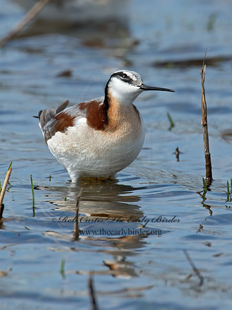 Phalaropus tricolor  WILSON'S PHALAROPE 9010145z