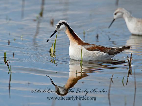 Phalaropus tricolor  WILSON'S PHALAROPE 9010111z