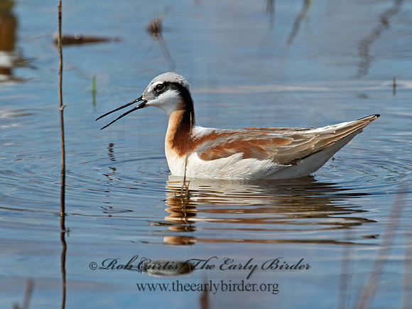 Phalaropus tricolor  WILSON'S PHALAROPE 9010136z