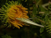 Oecanthus argentinus  PRAIRIE TREE CRICKET 3023217z