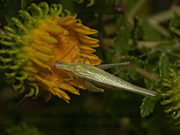 Oecanthus argentinus  PRAIRIE TREE CRICKET 3023217z