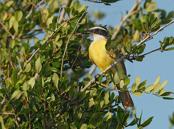 Pitangus sulphuratus  GREAT KISKADEE 6023175z