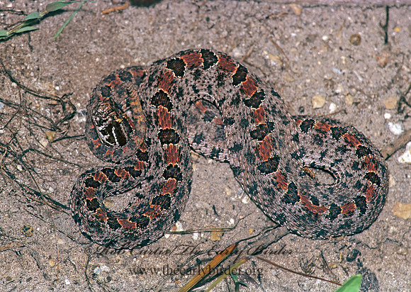 Sistrurus miliaris barbouri  PIGMY RATTLESNAKE 277213z