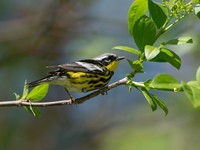 Setophaga magnolia MAGNOLIA WARBLER 9046396z