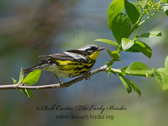 Setophaga magnolia  MAGNOLIA WARBLER 9046396z