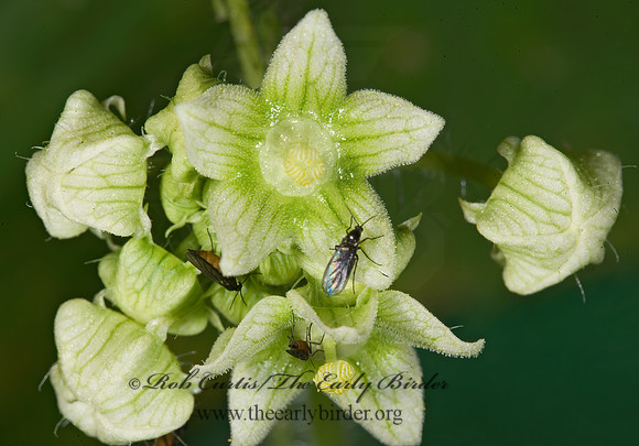 Sicyos angulatus  BUR CUCUMBER 8007926z