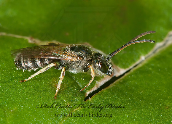 Halictus (Seladonia) confusus  CONFUSING FURROW BEE 8031480 z