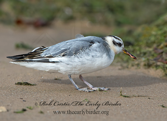 Phalaropus fulicarius  RED PHALAROPE  9026726z