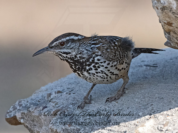 Campylorhynchus brunneicapillus  CACTUS WREN 3034089z