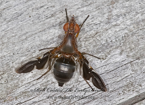 Delphinia picta  PICTURE-WINGED FLY 6012580z