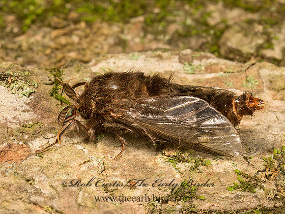 Thyridopteryx�ephemeraeformis  EVERGREEN BAGWORM MOTH 9050508z