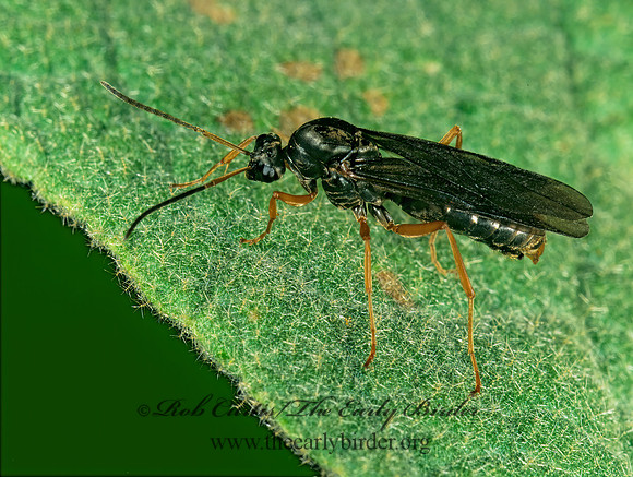 Formica fusca grp 1114129 Mz