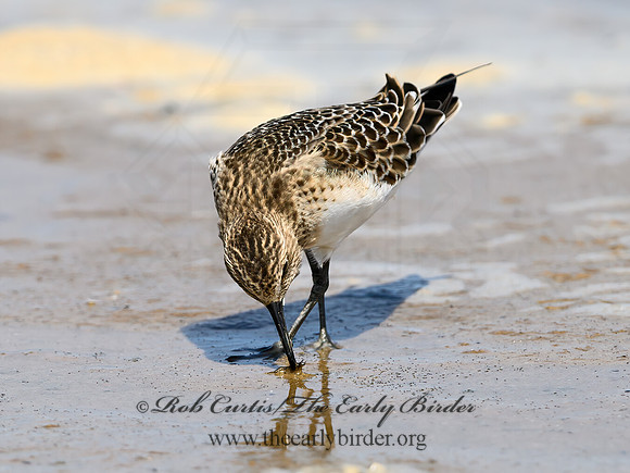 Calidris bairdii  BAIRD'S SANDPIPER 9064592z