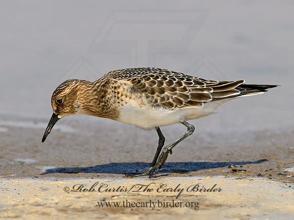 Calidris bairdii  BAIRD'S SANDPIPER 9064599z