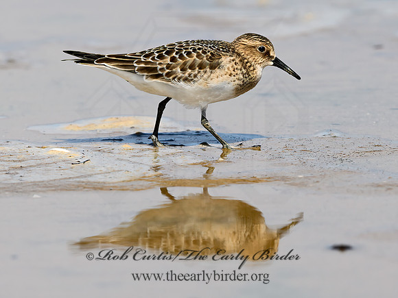 Calidris bairdii  BAIRD'S SANDPIPER 9064591z