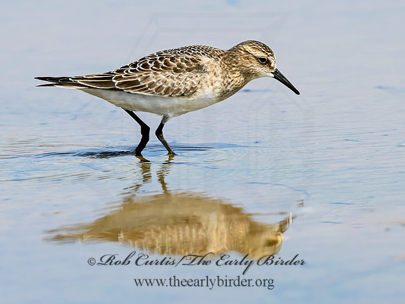 Calidris bairdii  BAIRD'S SANDPIPER 9064582z