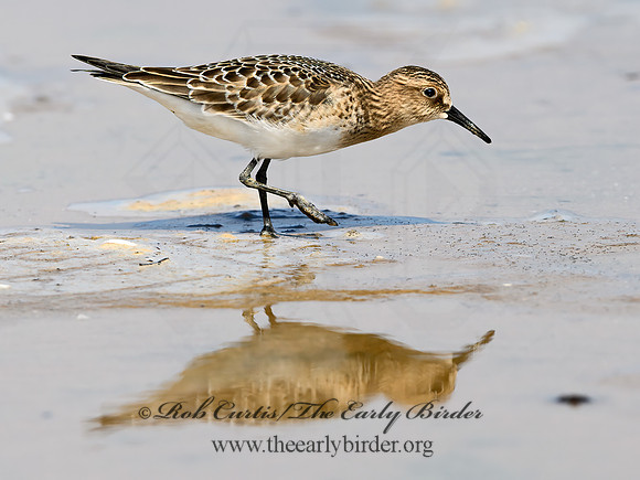 Calidris bairdii  BAIRD'S SANDPIPER 9064590z