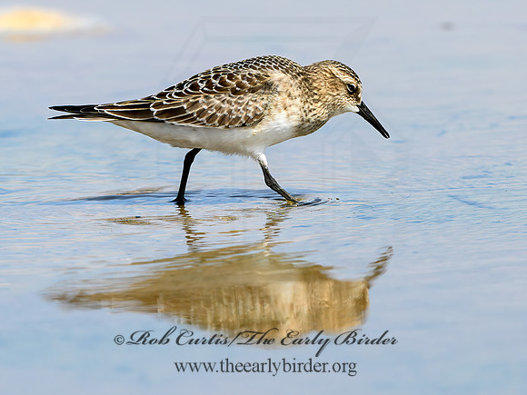 Calidris bairdii  BAIRD'S SANDPIPER 9064581z