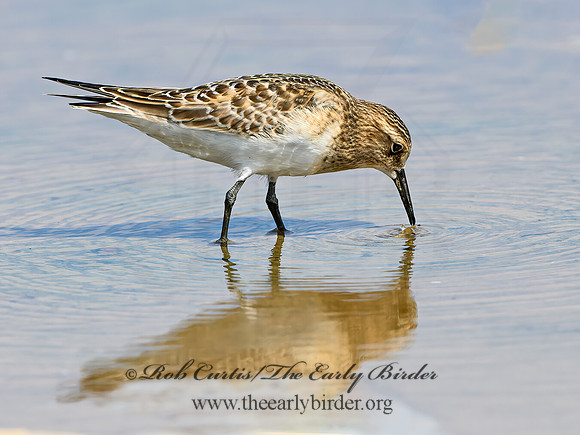 Calidris bairdii  BAIRD'S SANDPIPER 9064573z