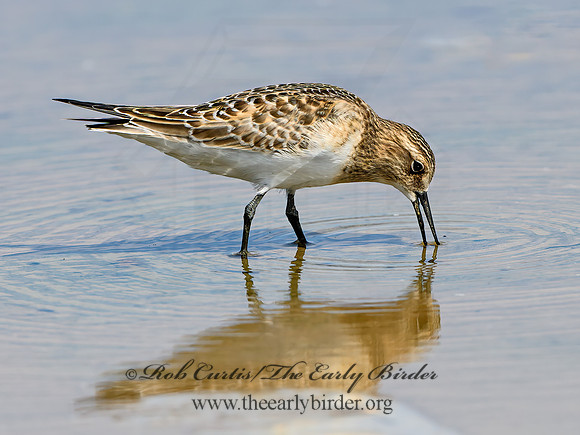 Calidris bairdii  BAIRD'S SANDPIPER 9064572z