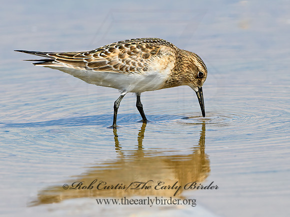 Calidris bairdii  BAIRD'S SANDPIPER 9064571z