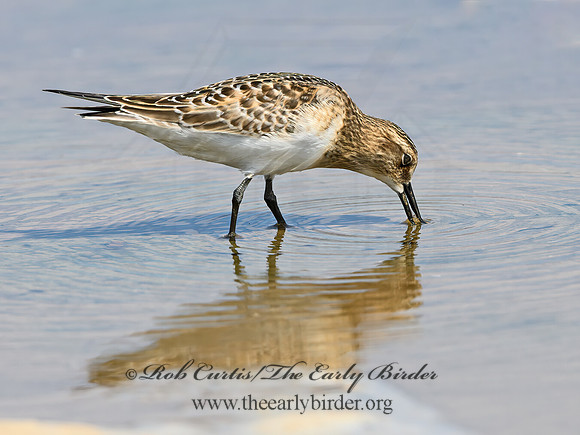 Calidris bairdii  BAIRD'S SANDPIPER 9064584z