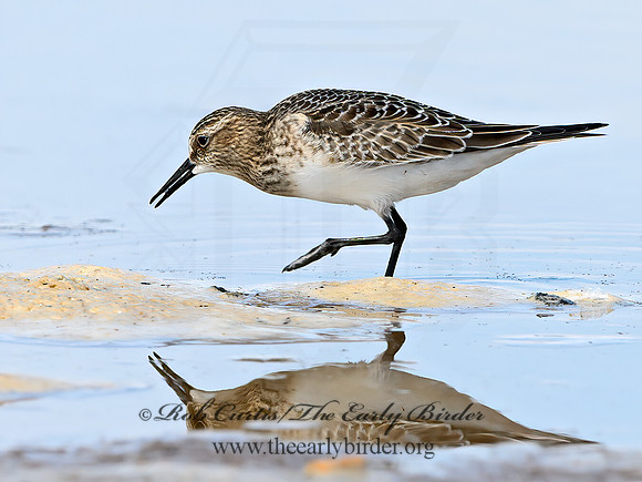 Calidris bairdii  BAIRD'S SANDPIPER 9064531z