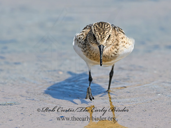 Calidris bairdii  BAIRD'S SANDPIPER 9064553z