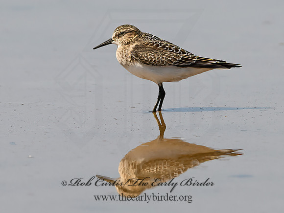 Calidris bairdii  BAIRD'S SANDPIPER 9064522z