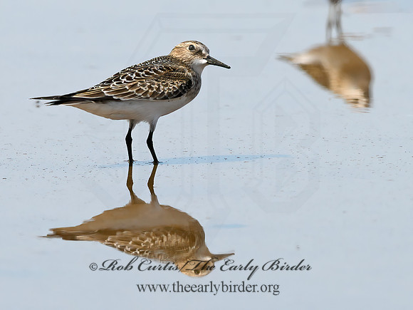 Calidris bairdii  BAIRD'S SANDPIPER 9064517z