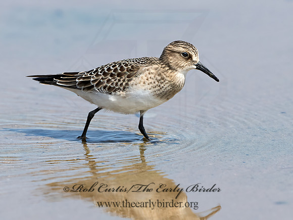 Calidris bairdii  BAIRD'S SANDPIPER 9064547z
