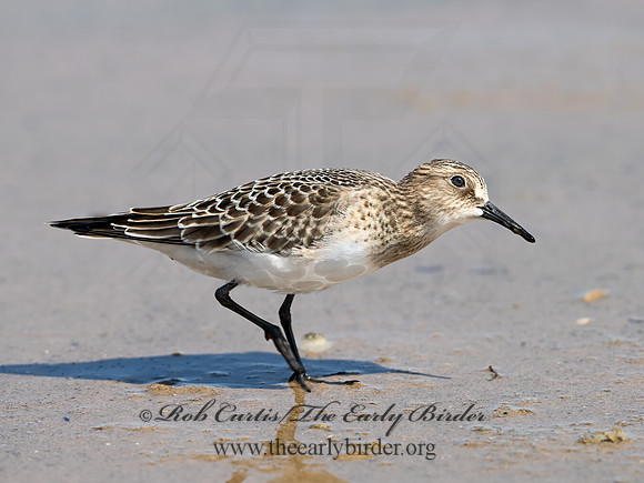 Calidris bairdii  BAIRD'S SANDPIPER 9064556z