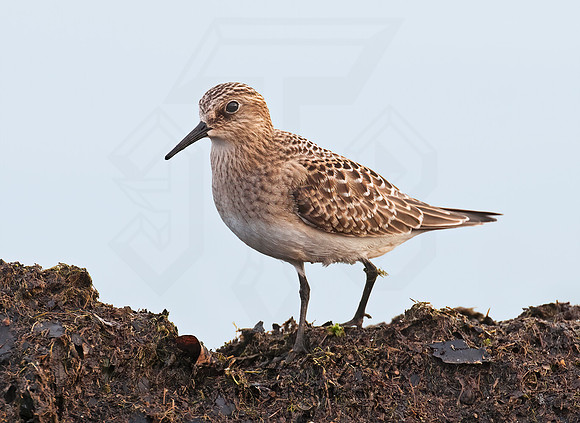 Calidris bairdii  BAIRD'S SANDPIPER 3008920z