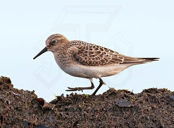 Calidris bairdii  BAIRD'S SANDPIPER 3008919z